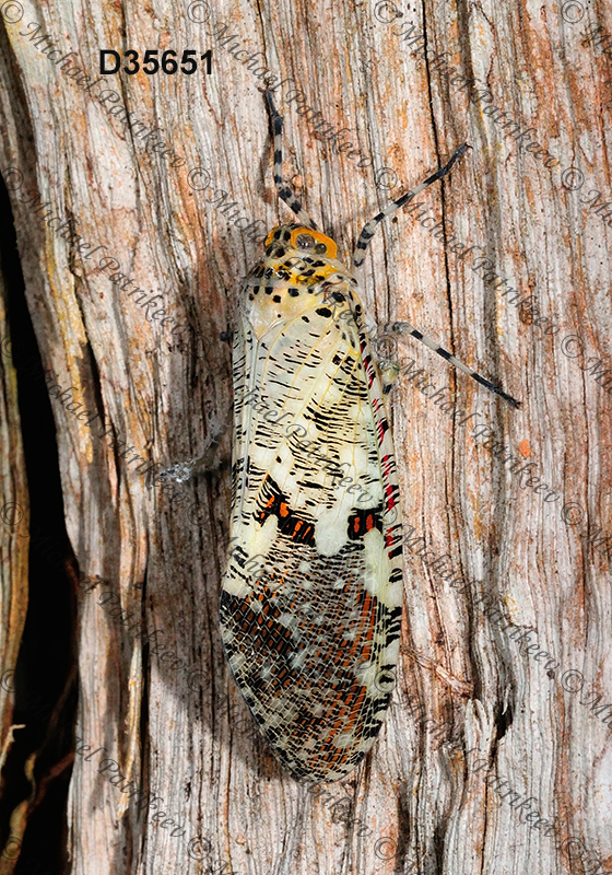 Phenax variegata (Fulgoridae, Hemiptera)